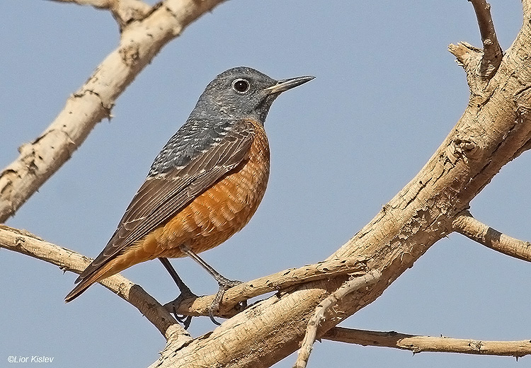  .  Rufous-tailed Rock-Thrush Monticola saxatilis . 27-03-11 Km77 Arava valley Israel. Lior Kislev 